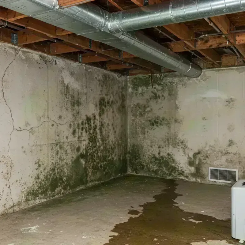 Professional Mold Removal in Metropolis, IL